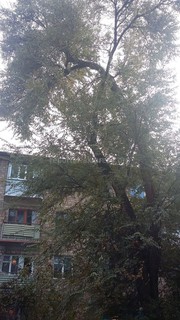 Бишкекчанин просит «Зеленстрой» сделать санитарную обрезку верхней части дерева на ул.Тыныстанова №6 (фото)