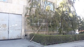 «Зеленстрой» обрезал деревья на Уметалиева-Московской