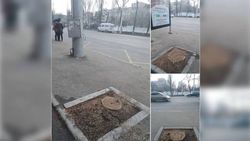 Мэрия ответила на вопрос горожанина о вырубке деревьев напротив Госрегистра