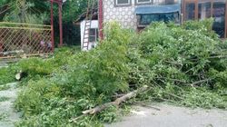 Катуу шамалдан чоң дарак сынып, Өзгөн ооруканасынын дарбазасынын үстүнө кулап түштү
