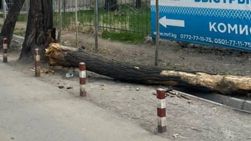 На Киевской упало сухое дерево. Видео