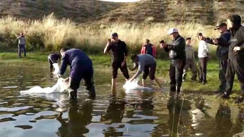 В озеро Иссык-Куль выпустили 150 тыс. мальков сиги. Видео