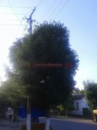 <b>Кыргызча:</b> Ошто дарак столбаны курчап өсүп, кооптуулук жаратууда, жарык дагы көрүнбөй калды, - окурман <b><i> (фото) </i></b>