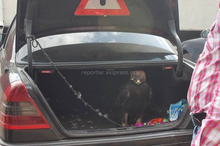 У жителя долины Алайкуу изъят незаконно пойманный беркут, - читатель <b><i>(фото)</i></b>