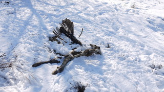 <b>Фото</b> — Останки от КРС и МРС, которые выбрасывают работники ферм, расположенных вдоль берегов горной реки Иссык-Ата