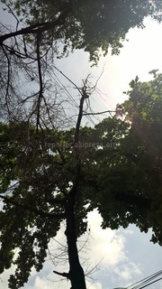 Читатель просит обрезать сухие ветки на пересечении улиц Абдрахманова-Токтогула (фото)