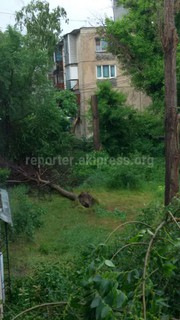 В 6 мкр перед домом №31 упало дерево и перекрыло тротуар <i>(фото)</i>