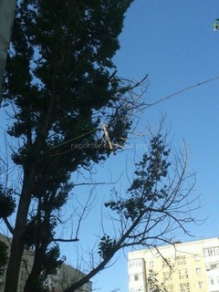 На прохожей части к дому №23/2 в мкр Восток-5 на проводах висит ветка (фото)