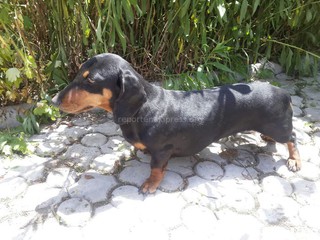 Читатель просит отозваться хозяев таксы, найденной на перекрестке Медерова-Панфилова (фото)