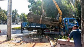 Как выглядят изнутри аварийные деревья? <i>(фото)</i>