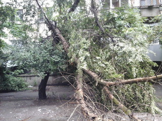 «Зеленстрой» обещает убрать упавшее высохшее дерево на перекрестке Чокморова-Шевченко