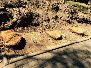 В связи с ремонтом ул.Орозбекова вырубают и здоровые деревья, - читатель (фото)