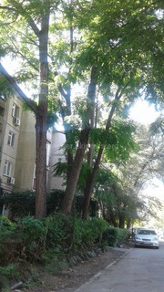 Читатель просит обследовать накренившееся дерево у подъезда дома №4 в 7 мкр в Бишкеке (фото)