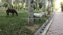 Мэрия обещает поставить на штрафстоянку лошадей горожанина, если он будет пасти их в парке Победы