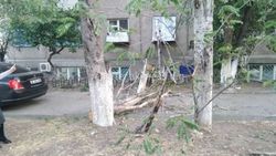 Сломанная ветром ветка разбила окно квартиры в Кок-Жаре. «Бишкекзеленхоз» убрал ветку