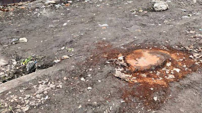На Медерова-Матросова возле строительного объекта вырубили дерево. Фото