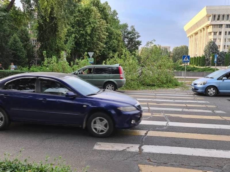 Возле Белого дома из-за сильного ветра свалилось дерево. Видео