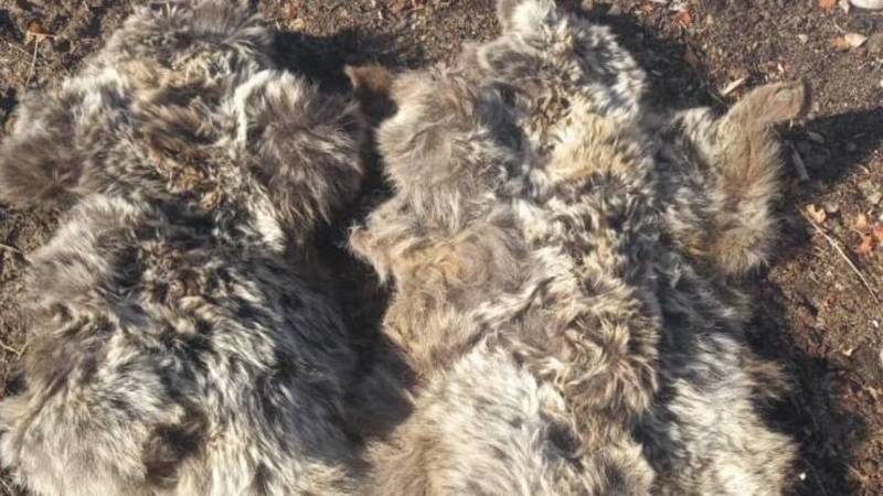 В Чаткальском районе чабаны убили двух медвежат. Видео и фото