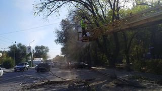 Бригада «Бишкекзеленхоза» провела санобрезку сухих веток дерева на Толстого-Фатьянова