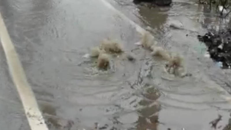 На тротуаре на Советской из ливнеприемника течет вода. Видео