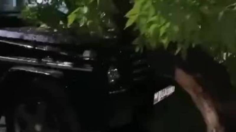 Дерево упало на «Гелик». Видео