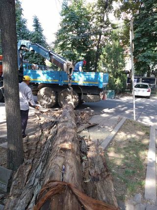 Деревья на Боконбаева-Тыныстанова и Московской-Раззакова угрожали жизни горожан, - мэрия