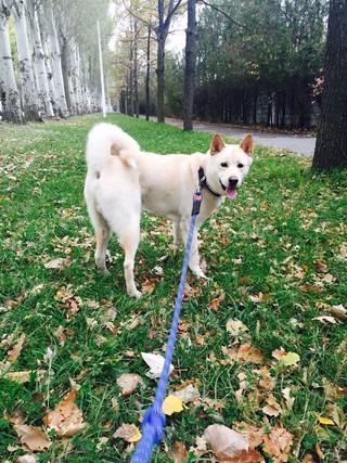 В районе Киргизия-1 пропала собака породы Акита-ину, - читатель (фото) В районе Киргизия-1 пропала собака породы Акита-ину, - читатель (фото)