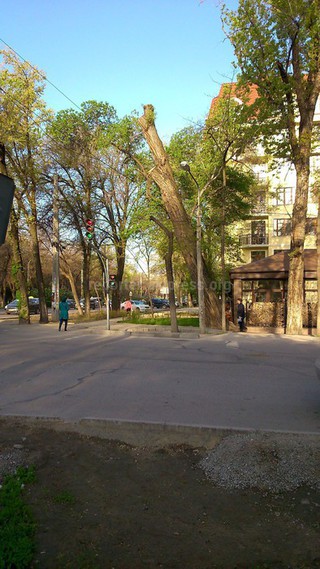 Дерево на Тоголок Молдо-Московская обследовано и скоро будет снесено, - МП «Зеленстрой города Бишкек»