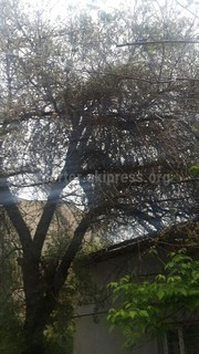 Возле Военторга аварийное дерево представляет опасность (фото)