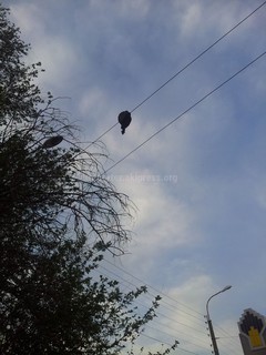 На ЛЭП по Жибек Жолу повис сук дерева (фото)