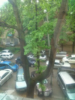 Читатель опасается, что сухое дерево на ул.Токтогула-Турусбекова может упасть <i>(фото)</i>