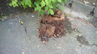 ПЭУ «Бишкекводоканал» с 13 по 15 мая провело ремонтно-профилактические работы по чистке канализационных колодцев по проспекту Ч.Айтматова