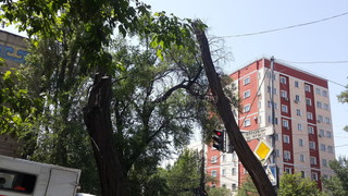 Читатель просит спилить остатки деревьев на ул.Фрунзе (фото)