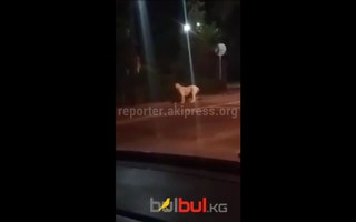Большая породистая собака ночью бродила на Молодой Гвардии, это же небезопасно, - читатель (видео)
