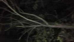 Упавшее дерево на Раззакова-Фрунзе убрано. Фото