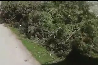 На участке ул.Ауэзова спилили туи (видео)