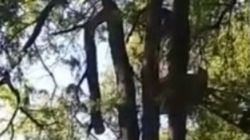 Сломанная ветка на проспекте Жибек Жолу убрана, - МП «Городские парки». Видео