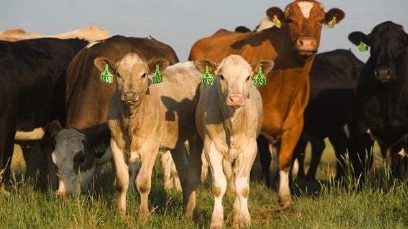 Минсельхоз предлагает утвердить программу &laquo;Развитие племенного животноводства в Кыргызской Республике на период 2017-2021 годы&raquo; &mdash; Tazabek