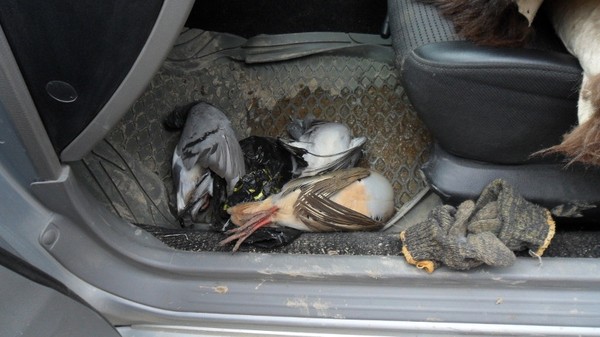 Главное фото