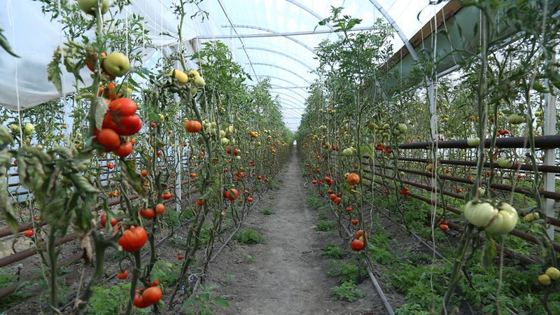 За 4 месяца 6 тыс. сельских товаропроизводителей получили 2,5 млрд сомов льготных кредитов &mdash; Tazabek