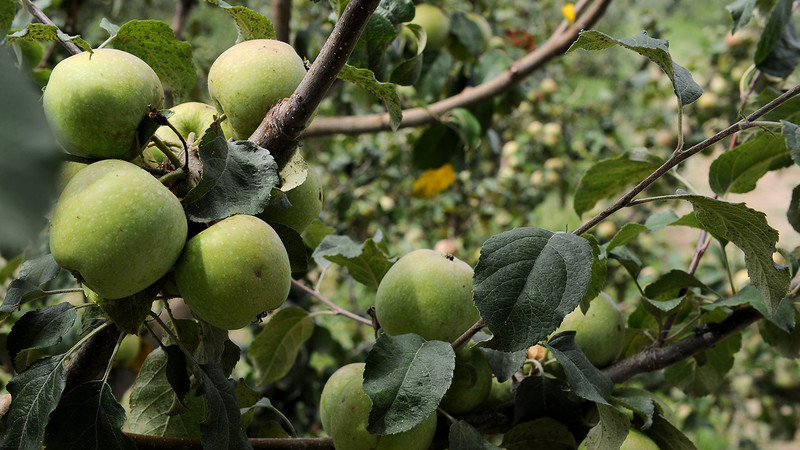 На сегодня выдано льготных кредитов в сфере сельского хозяйства на 4,8 млрд сомов &mdash; Tazabek