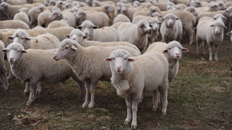 На сегодня компания &laquo;КРОКУС&raquo; произвела поставку ряда товаров в рамках техпомощи по проведению идентификации животных &mdash; Tazabek