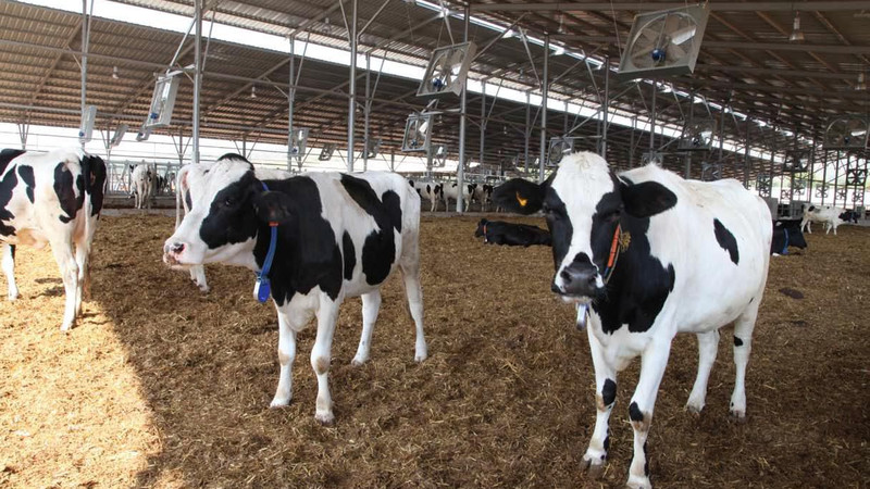 В Кыргызстане 178 племенных хозяйств разводят чистопородных животных и птиц &mdash; Tazabek