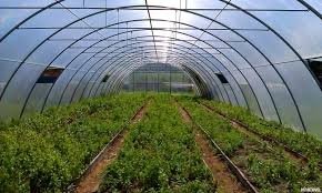 В Кыргызстане функционируют 65 га теплиц &mdash; Tazabek