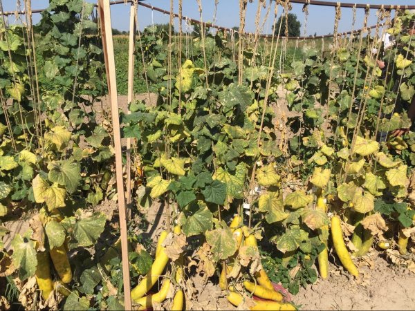 В Сокулукском районе прошел День поля &mdash; Tazabek