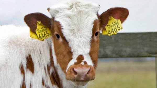 Жогорку Кенеш поручил Департаменту госзакупок проверить качество ушных бирок животных, представленных в тендере &mdash; Tazabek