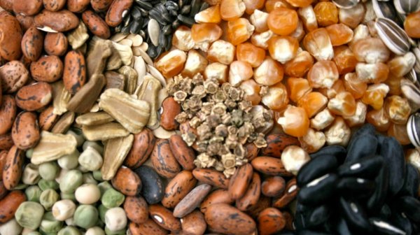 В КР в сельском хозяйстве существуют большие проблемы с семенами и ГСМ, - вице-премьер-министр М.Абулгазиев &mdash; Tazabek