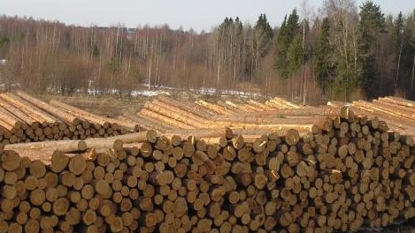 Госантимонополия установила минимальные цены на импортные лесоматериалы, рис и яйца &mdash; Tazabek