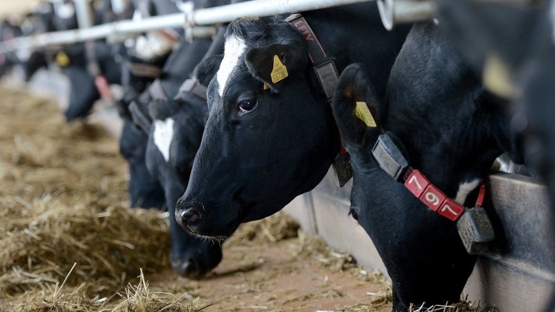 Минсельхоз предлагает внести поправки в перечень племенных заводов, прошедших госаттестацию &mdash; Tazabek