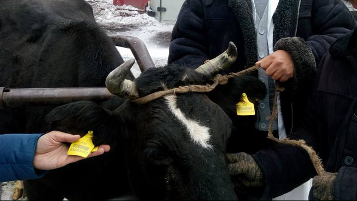 Сколько бюджет получает от мясоперерабатывающих предприятий Кыргызстана? &mdash; Tazabek